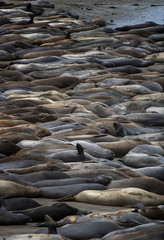 Full Frame Beach Covered in Colors and Curves of Sleeping Elephant Seals