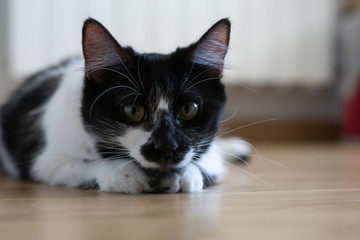 Comportamiento de un gato doméstico hembra