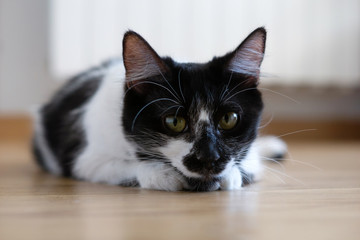 Comportamiento de un gato doméstico hembra