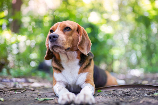 A cute beagled dog lying on the ground outdoor in the park.