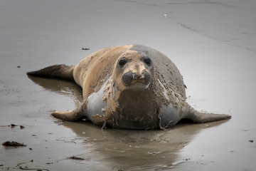Elephant Seal with Molting Fur on Wet Sand in Close Up