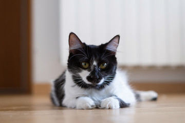 Comportamiento de un gato doméstico hembra