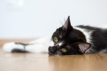 Comportamiento de un gato doméstico hembra