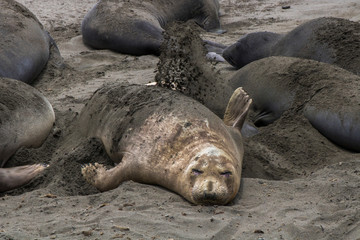 Fototapeta premium Female Elephant Seal Throws Sand onto Back