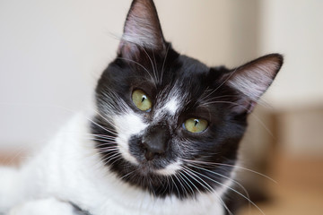 Comportamiento de un gato doméstico hembra
