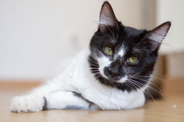 Comportamiento de un gato doméstico hembra