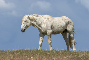 Obraz premium Majestic Wild Horse Stallion