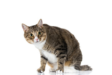 Studio shot of an adorable gray and brown tabby cat sitting on white background isolated