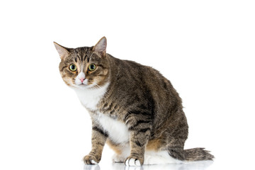 Studio shot of an adorable gray and brown tabby cat sitting on white background isolated