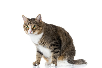 Obraz premium Studio shot of an adorable gray and brown tabby cat sitting on white background isolated