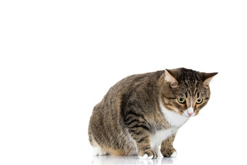 Fototapeta na wymiar Studio shot of an adorable gray and brown tabby cat sitting on white background isolated