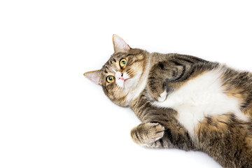Studio shot of an adorable gray and brown tabby cat lying on white background top isolated
