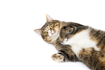 Studio shot of an adorable gray and brown tabby cat lying on white background top isolated