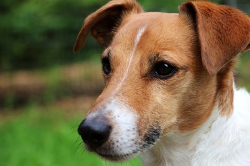 beautiful brown and white jack russell terrier head portrait in the garden