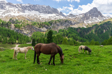 Horses on a mountain pasture. Val Rosalia, Dolomites, Italy.