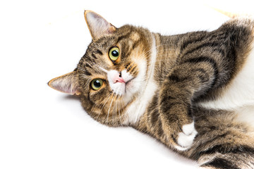 Studio shot of an adorable gray and brown tabby cat lying on white background top isolated