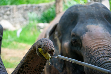 Travelers are entering food for older elephants.