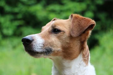 Naklejka na ściany i meble beautiful brown and white jack russell terrier head portrait in the garden