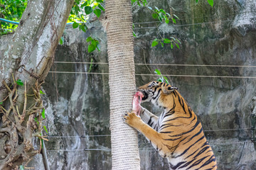 The tiger that lives in the natural forest is waiting to eat meat. Wildlife scene with danger...