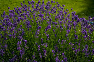 Fototapeta premium Background or texture from greens with violet colors of a lavender.