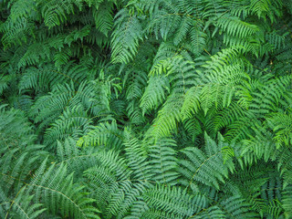 Fougères / ferns
