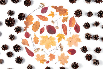 Autumn composition. Pattern from dried leaves, cones on white background. Autumn, fall, thanksgiving day concept. Creative Flat lay, top view, copy space