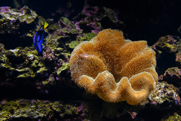 Corail