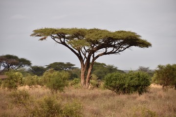 Fototapeta na wymiar Large Acacia Tree in the Early Evening, Amboseli, Kenya