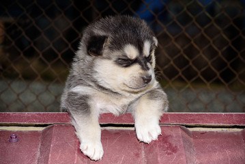 Little Husky puppy close-up.