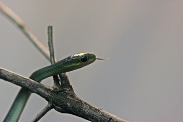 Frisch geschlüpfte Raue Grasnatter (Opheodrys aestivus)