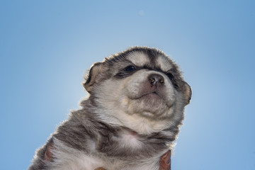 Obraz premium Little Husky puppy close-up.