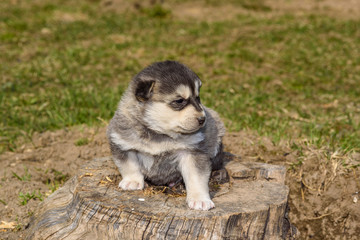 Little Husky puppy close-up.