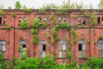 Alte Fabrik mit natürlicher Fassadenbegrünung - obrazy, fototapety, plakaty
