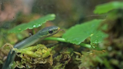 Frisch geschlüpfte Raue Grasnatter (Opheodrys aestivus) im Moos