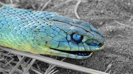 Green snake on countryside background. Close up eye with reflex. Macro teeth