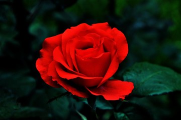 a red rose on a black background