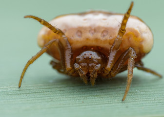 Little spider in plant, Cyrtarachne ixoides.