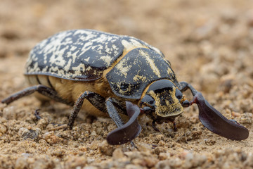 Polyphylla fullo beetle in the night