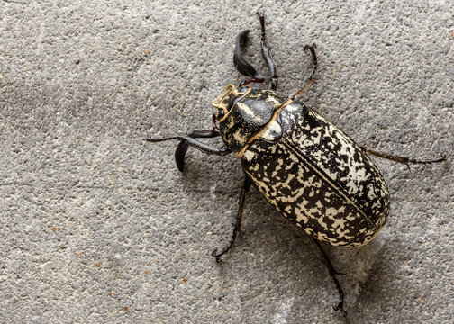 Polyphylla fullo beetle in the night