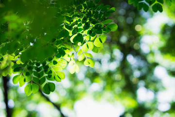 Closeup nature view of green leaf on blurred greenery background with sunlight using as background concept