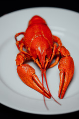 boiled crayfish on a black background