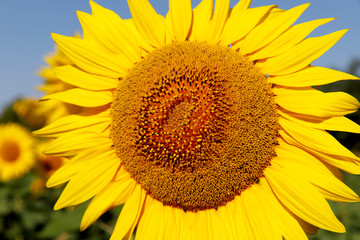 Background of natural beauty. Sunflower flower on the background of the field. Close-up, cropped shot, without people, outdoors, horizontal. The concept of nature and agriculture.