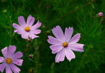 Flower background. Pink cosmos flowers in the garden. Cropped shot, horizontal, close-up, outdoors. Concept of natural beauty and botany.