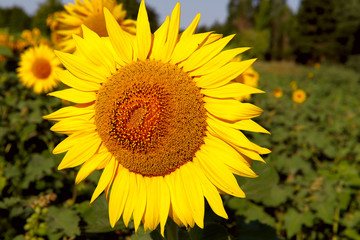 Background of natural beauty. Sunflower flower on the background of the field. Close-up, cropped shot, without people, outdoors, horizontal. The concept of nature and agriculture.