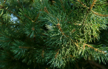 Background of natural beauty. Coniferous branches on a sunny day. Close-up, cropped shot, no people, outdoors, horizontal. Nature concept.
