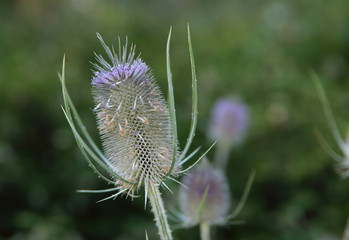Floral background. An interesting thorn in the garden. Cropped shot, horizontal, close-up, outdoors. Concept of natural beauty and botany.