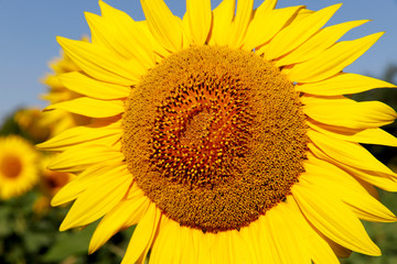 Naklejka premium Background of natural beauty. Sunflower flower on a field background. Close-up, cropped shot, without people, horizontal. Concept of nature and agriculture.