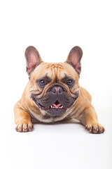 French Bulldog lying on the white floor with ears raised.