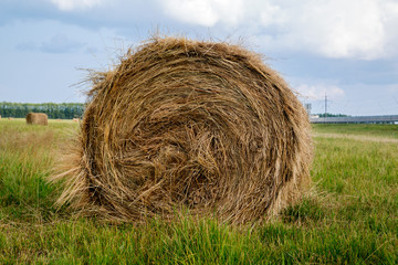 bales of hay rolled into a roll lie on the field