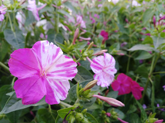 pink flowers in the garden